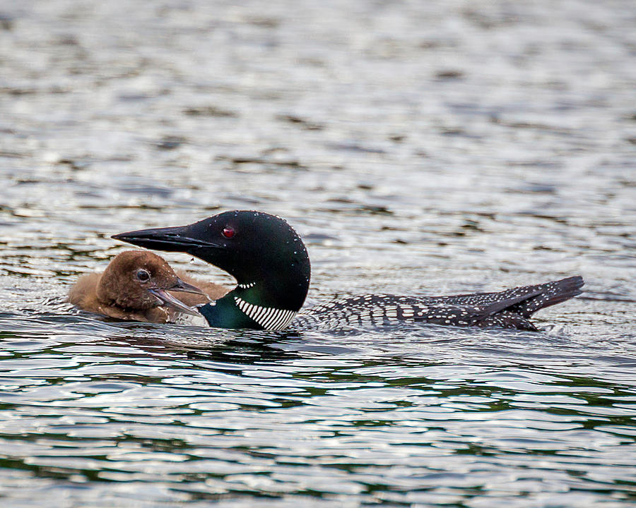 Adult and Baby Loons Photograph by Denise Kopko