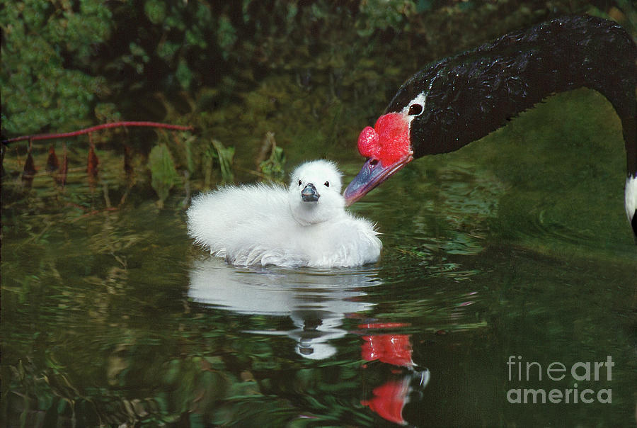 Adult And Cygnet Black-necked Swans Cygnus Melanocoryphus Zoo Animals Photograph by Dave Welling