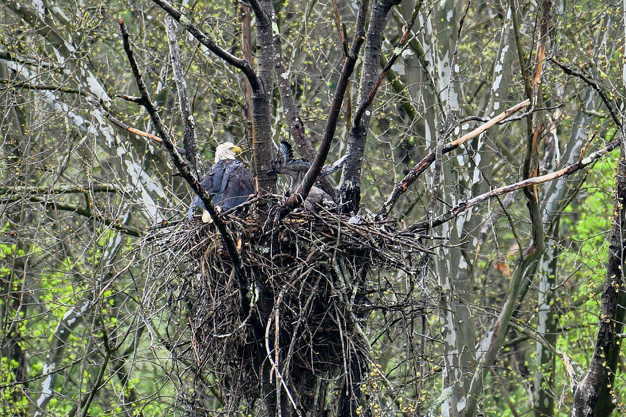 Adult and eaglet in the nest Photograph by Dan Friend