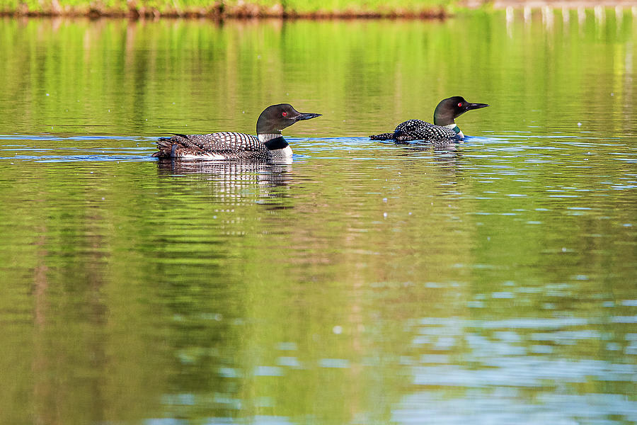 Adult And Juvenile Loon Photograph