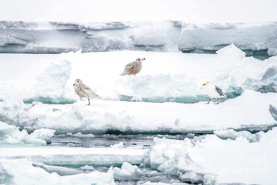 Adult and two juvenile glaucous gulls, larus hyperboreus,  on th Photograph by Jane Rix