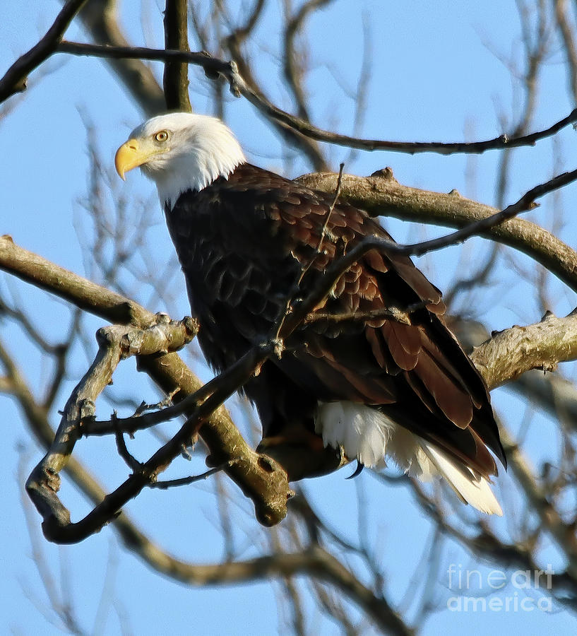 Adult Bald Eagle 72 Photograph by Steve Gass - Fine Art America