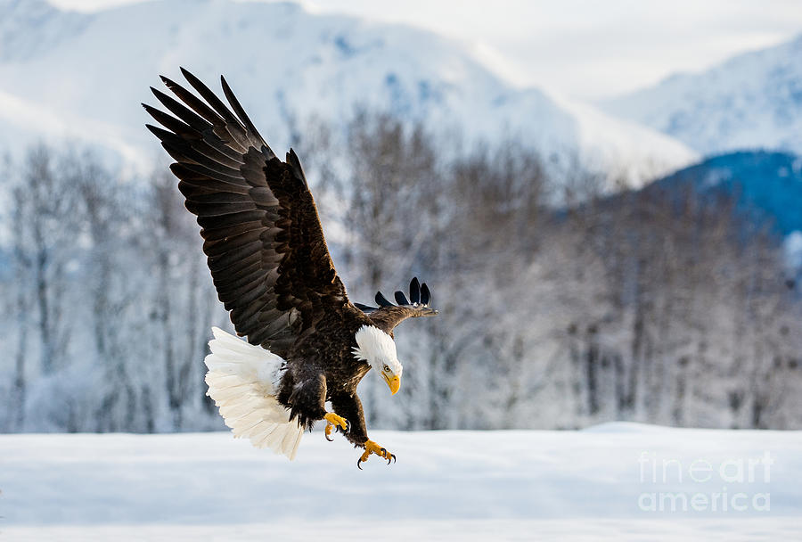 Adult Bald Eagle And Alaskan Winter - Wildlife/ Animal / Bird / Nature/ Landscape Photograph Photograph by PIPA Fine Art