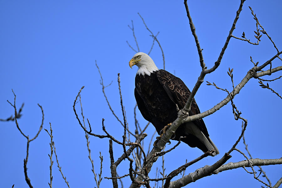 Adult Bald Eagle at Sacramento NWR Photograph by Amazing Action Photo Video