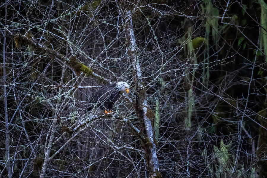 Adult Bald Eagle Drying Off And Checking Out A Juvenile Below Photograph