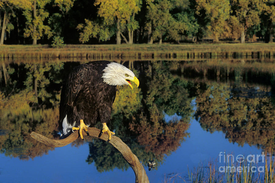 Adult Bald Eagle Hailaeetus Leucocephalus Photograph by Dave Welling