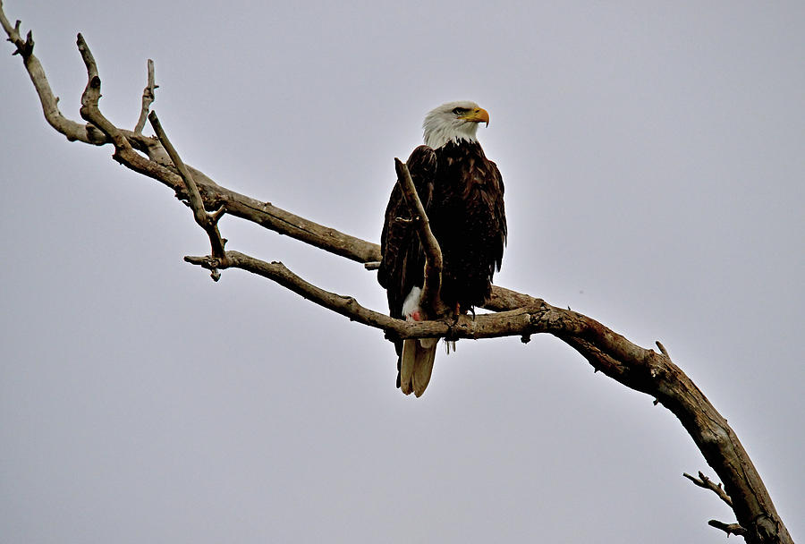 Adult Bald Eagle Relaxing - Sacramento NWR Photograph by Amazing Action ...