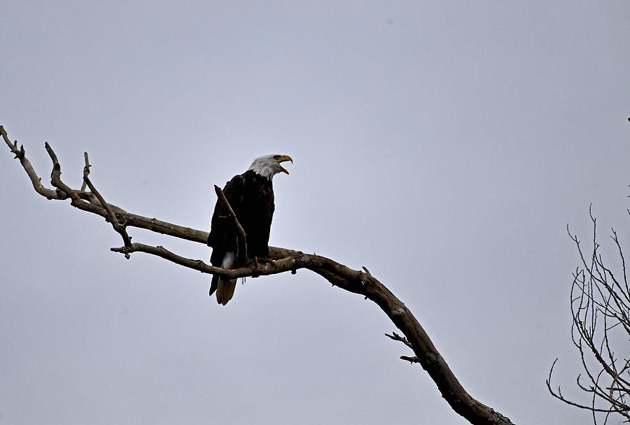 Adult Bald Eagle Screeching - Sacramento NWR Photograph by Amazing Action Photo Video