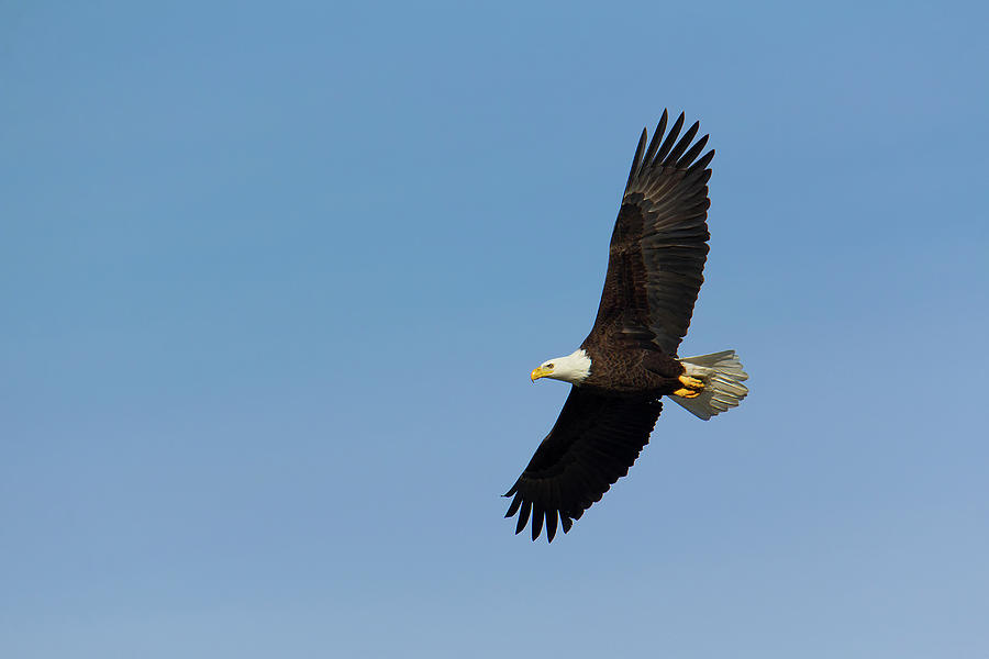Adult bald eagle soars overhead Photograph by Charles Floyd