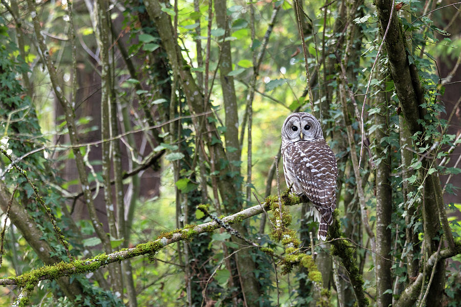 Adult Barred Owl - Strix varia Photograph by Michael Russell