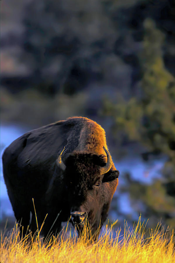 Adult Bison American Buffalo Photograph by John and Karen Hollingsworth