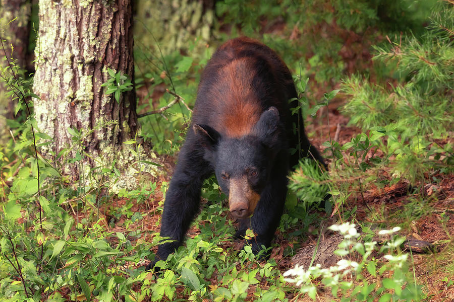 Adult Black Bear in the Woods - Cades Cove Photograph by Susan Rissi Tregoning