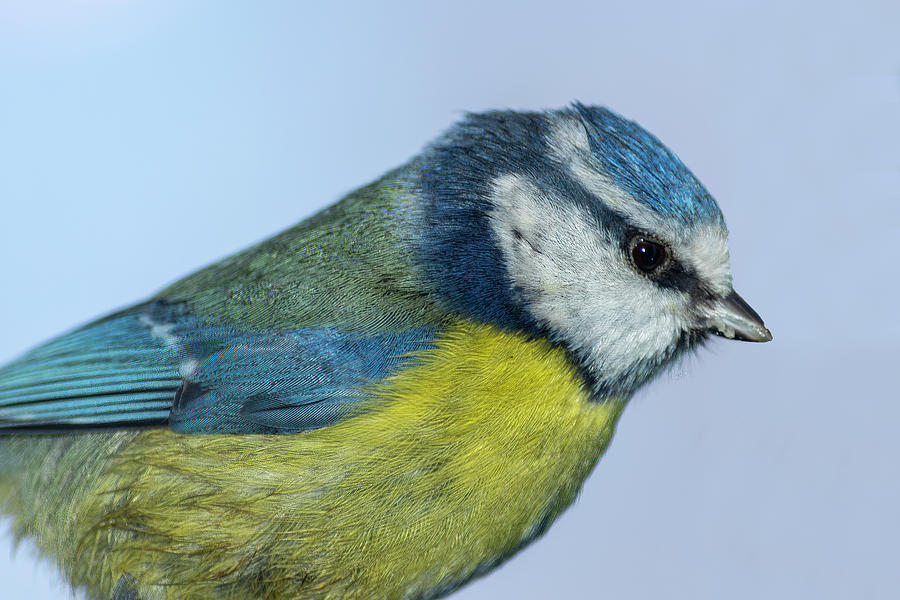 Adult Blue tit Photograph by Steev Stamford