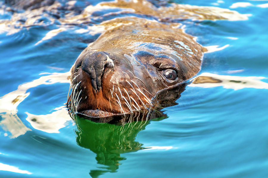 Adult brown fur seal  Photograph by Fabrizio Troiani