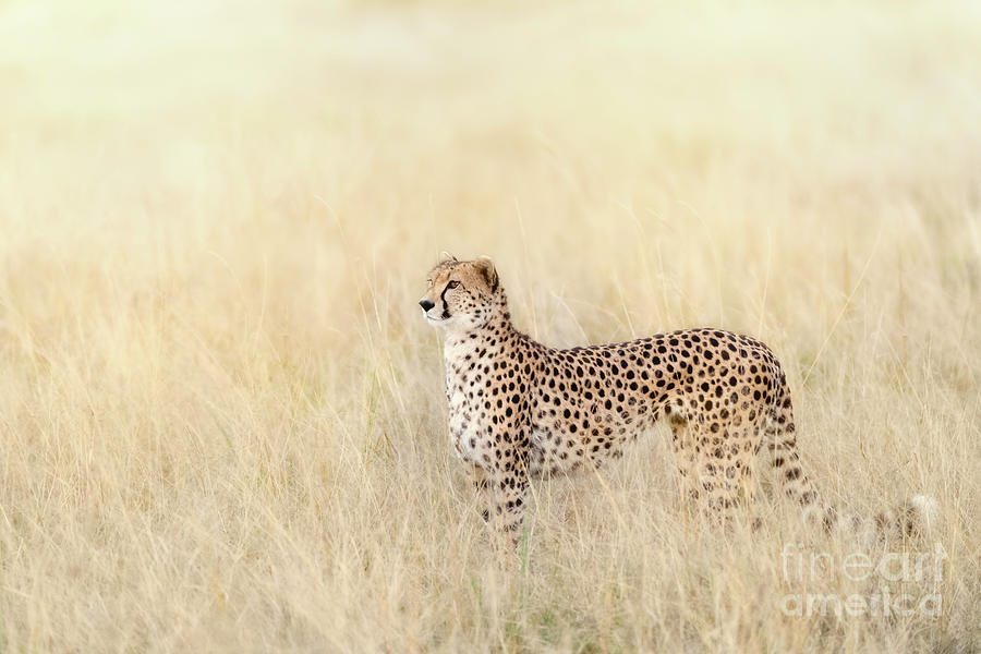 Adult cheetah in sunlight in the Masai Mara Photograph by Jane Rix