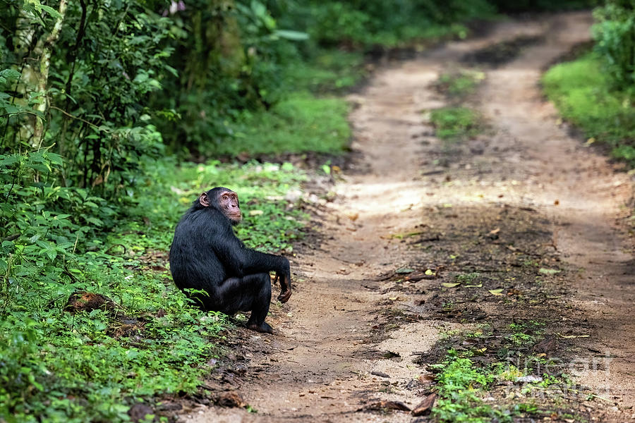 Adult chimpanzee, pan troglodytes, at the roadside of the rainforest of Kibale National Park, western Uganda. Photograph by Jane Rix