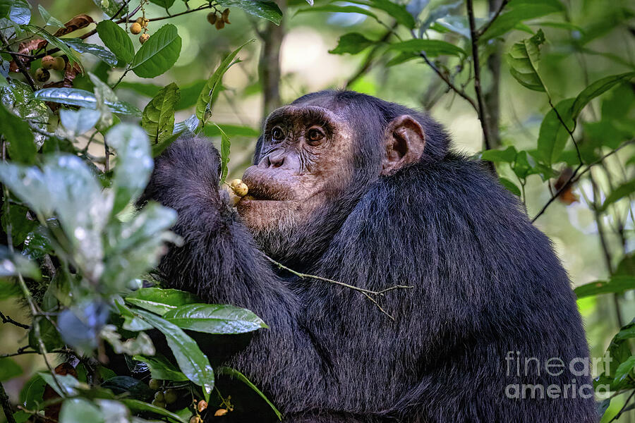 Adult chimpanzee, pan troglodytes, eats fruit in the rainforest of Kibale National Park, western Uganda. The park conservation programme means that some troupes are habituated for human contact. Photograph by Jane Rix