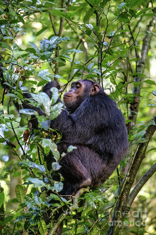 Adult chimpanzee, pan troglodytes, eats fruit in the tropical rainforest of Kibale National Park, western Uganda. The park conservation programme means that some troupes are habituated for human contact Photograph by Jane Rix