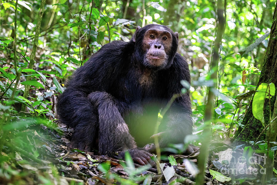 Adult chimpanzee, pan troglodytes, in the tropical rainforest of Photograph by Jane Rix