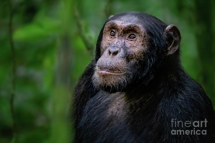 Adult chimpanzee, pan troglodytes, in the tropical rainforest of Kibale National Park, western Uganda. Photograph by Jane Rix