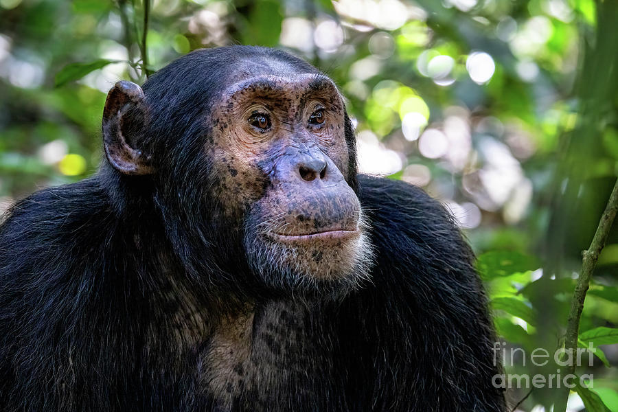 Adult chimpanzee, pan troglodytes, in the tropical rainforest of Kibale National Park, western Uganda. The park conservation programme means that some troupes are habituated. Photograph by Jane Rix