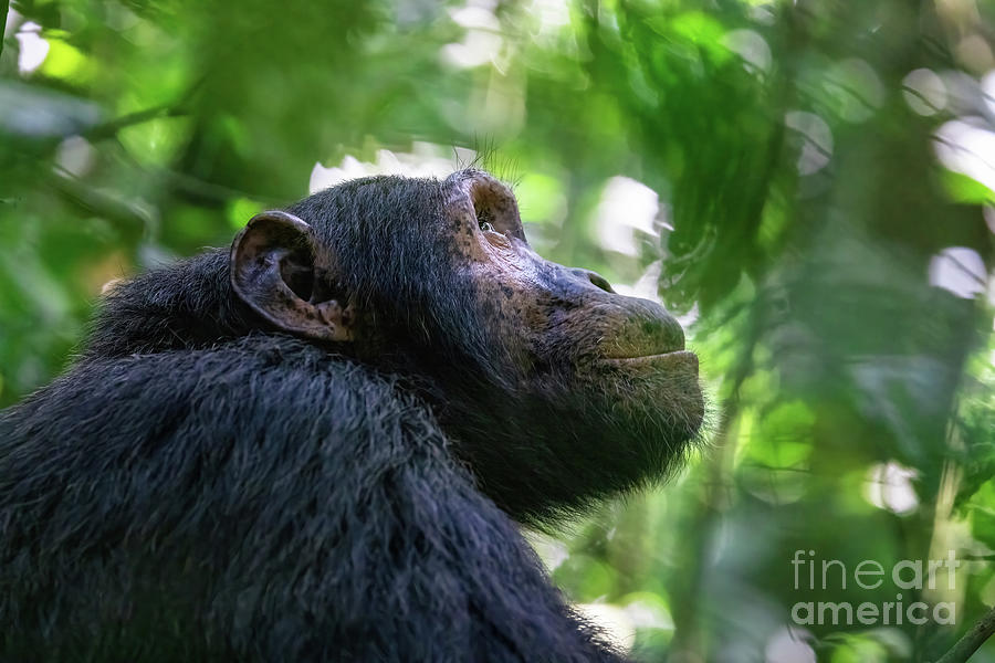 Adult chimpanzee, pan troglodytes, side profile in sunlight.  in Photograph by Jane Rix