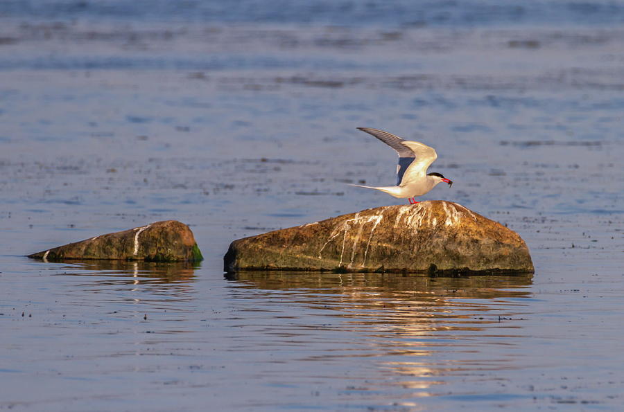 Adult Common Tern, Sterna hirundo, Kalmar, Sweden Photograph by Elenarts - Elena Duvernay photo