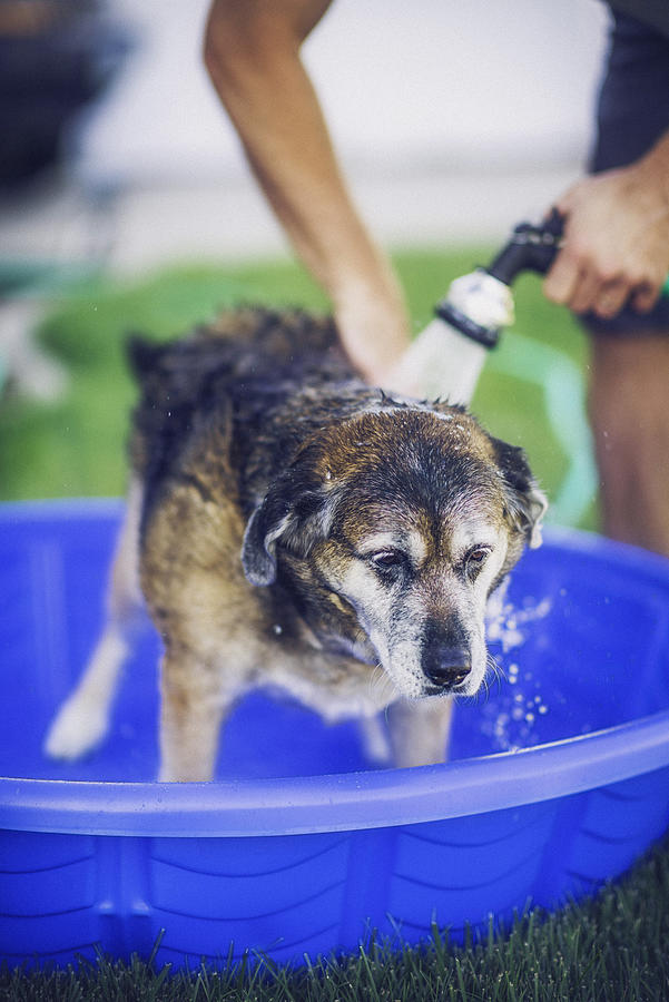 Adult Dog Getting Bath Outdoors Photograph by CatLane