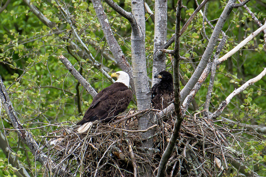 Adult eagle and eaglet looking Photograph by Dan Friend