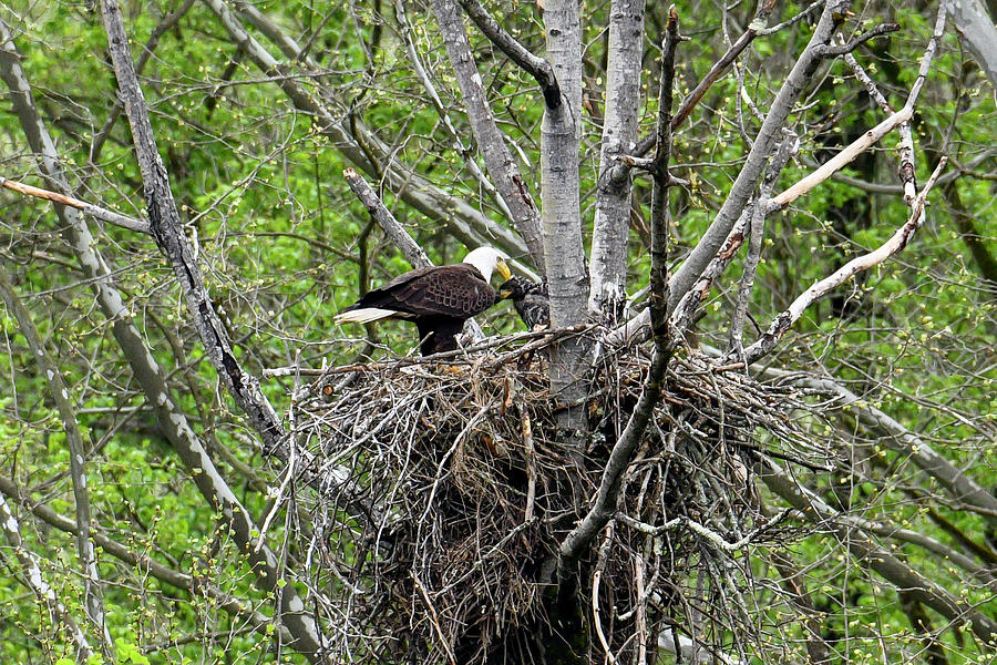 Adult eagle and its eaglet in the nest Photograph by Dan Friend
