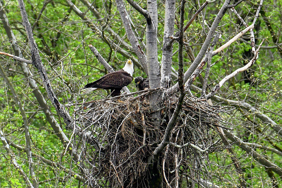 Adult eagle looking for its mate with baby in the nest Photograph by Dan Friend