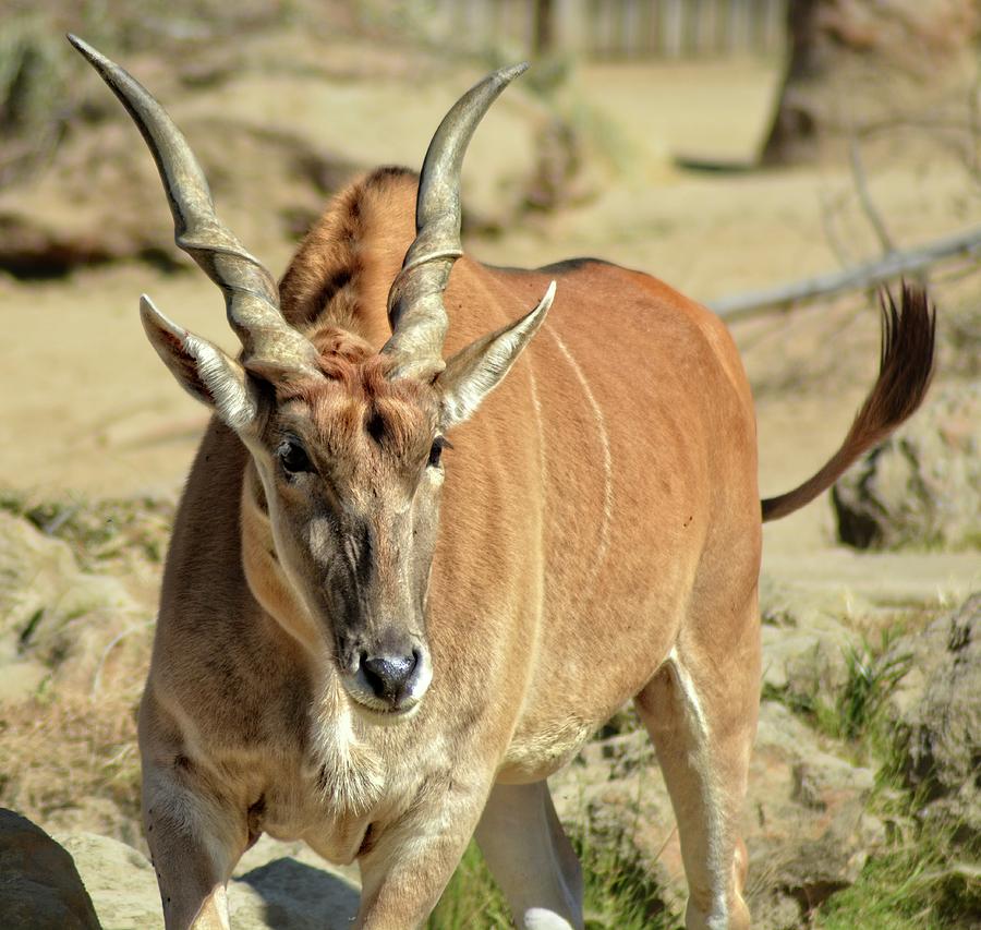 Adult Eland Photograph by Maggy Marsh