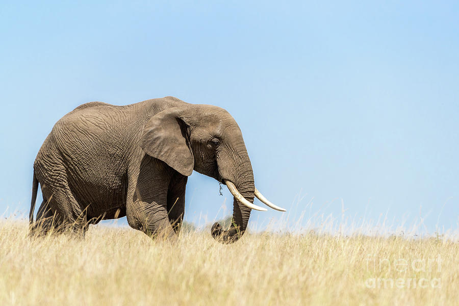 Adult elephant walks through the long red-oat grass of the Masai Mara. Blue sky background and space for text. Photograph by Jane Rix