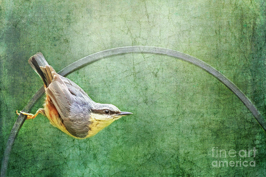 Adult Eurasian nuthatch or wood nuthatch perched upside down on a metal railing. Textured blue green background with space for text. Processsed to look like an old painting. Photograph by Jane Rix