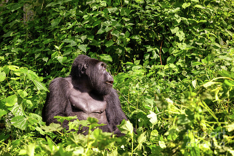 Jungle Photograph - Adult female gorilla, gorilla beringei beringei, sitting in the lush shrubs of the Bwindi Inpenetrable Forest, a World Heritage site. Part of the Muyambi family grounp. by Jane Rix