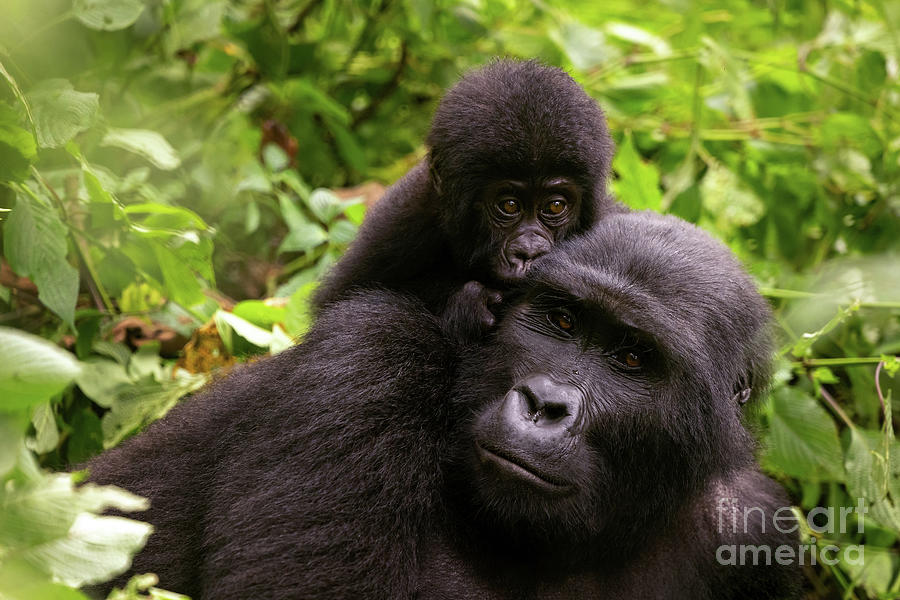 Adult female gorilla with baby, Gorilla beringei beringei, in the lush foliage of the Bwindi Impenetrable forest, Uganda. Members of the Muyambi family habituated group of the conservation programme Photograph by Jane Rix