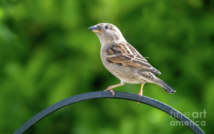 Adult female house sparrow, Passer domesticus Photograph by Jane Rix