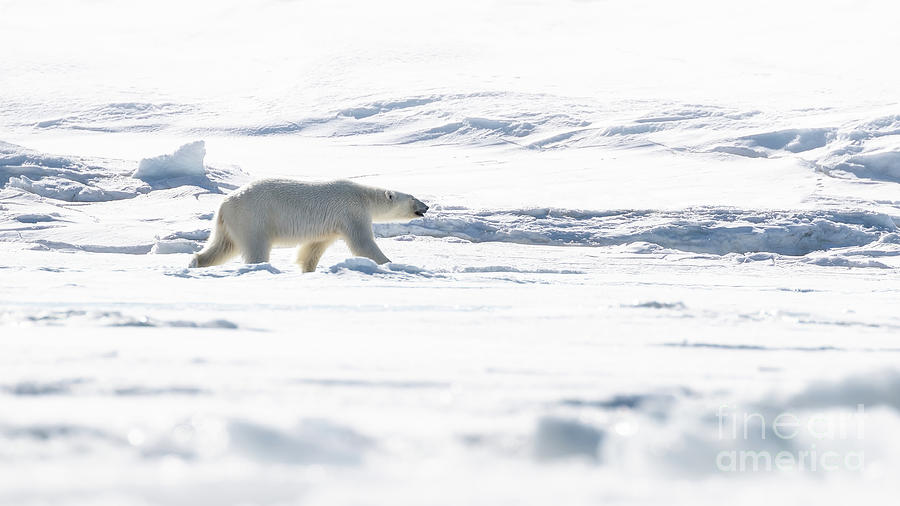 Adult female polar bear walking across the snow and ice of Svalb Photograph by Jane Rix