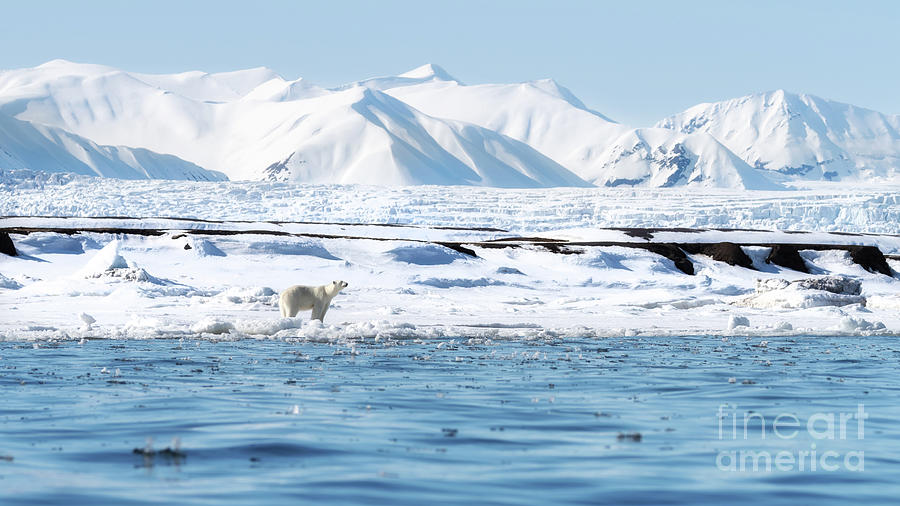 Adult female polar bear walks along the fast ice in Svalbard, with snow covered mountains and a glacier behind Photograph by Jane Rix