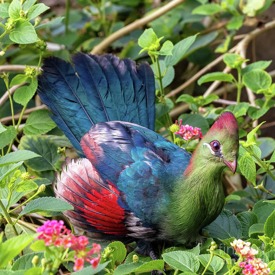 Adult fischers turaco, tauraco fischeri, perched on a flowering Photograph by Jane Rix