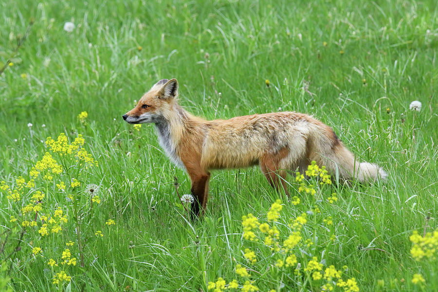 Adult Fox and Flowers Photograph by Brook Burling