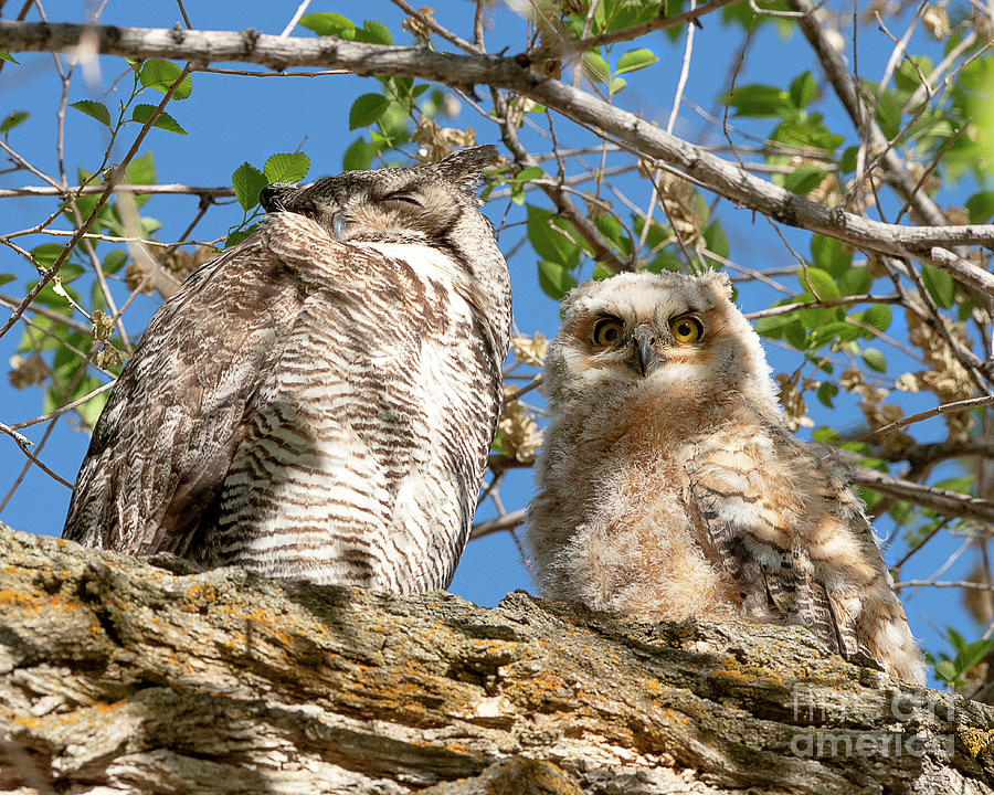 Adult Great Horned Owl with Owlet Photograph by Dennis Hammer