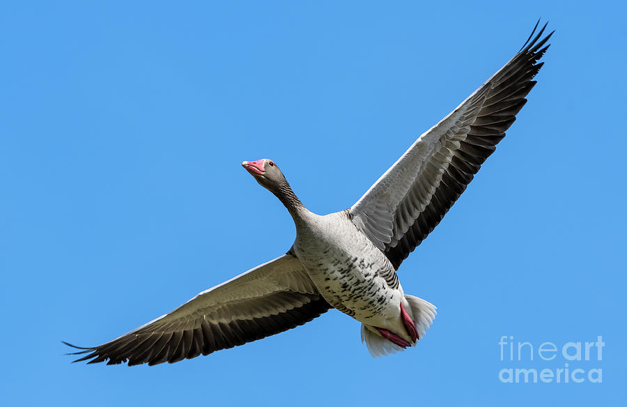 Adult Grey Goose Flies With Widespread Wings  Photograph by Andreas Berthold