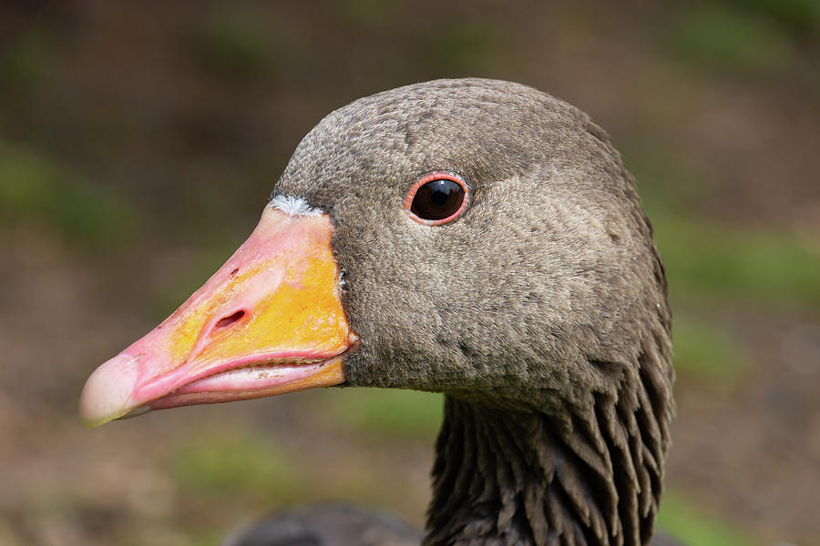 Adult Greylag Goose Head Close Up Side View Photograph by Scott Lyons