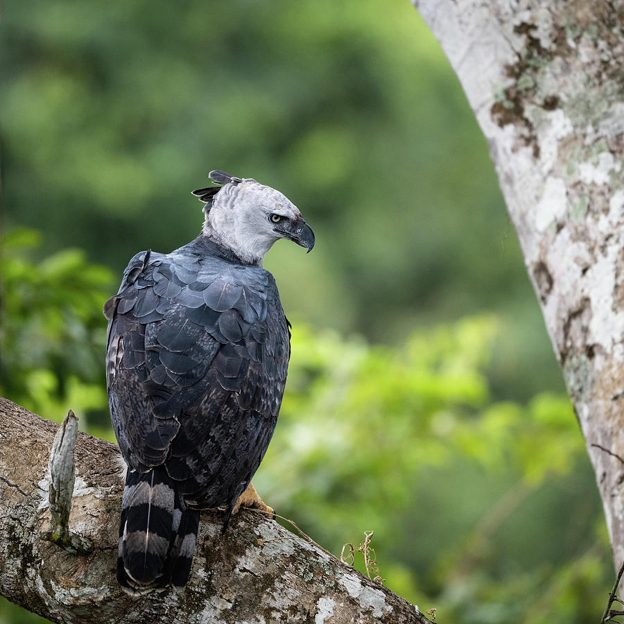 Adult Harpy Eagle Photograph by Robert Goodell - Fine Art America