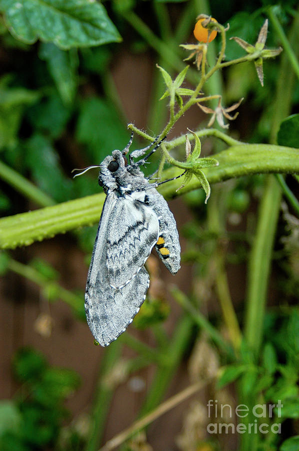 Adult Hornworm Moth flying from one tomato plant to another Photograph by Gunther Allen