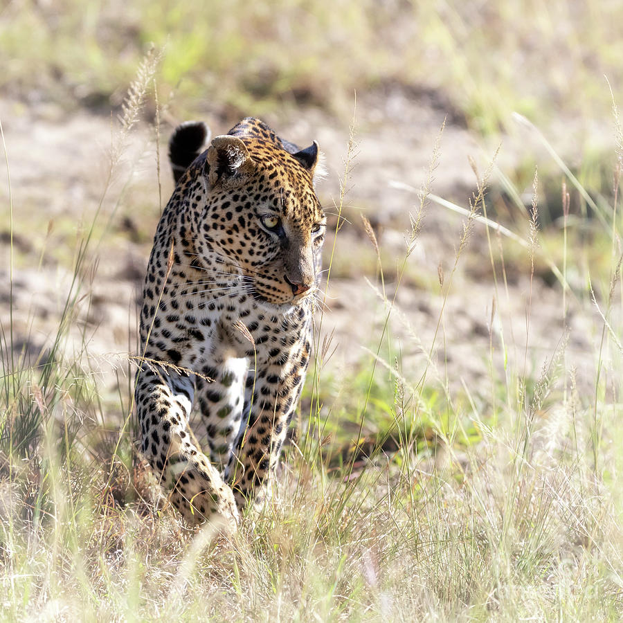 Adult leopard walking through the long grass of the Masai Mara Photograph by Jane Rix