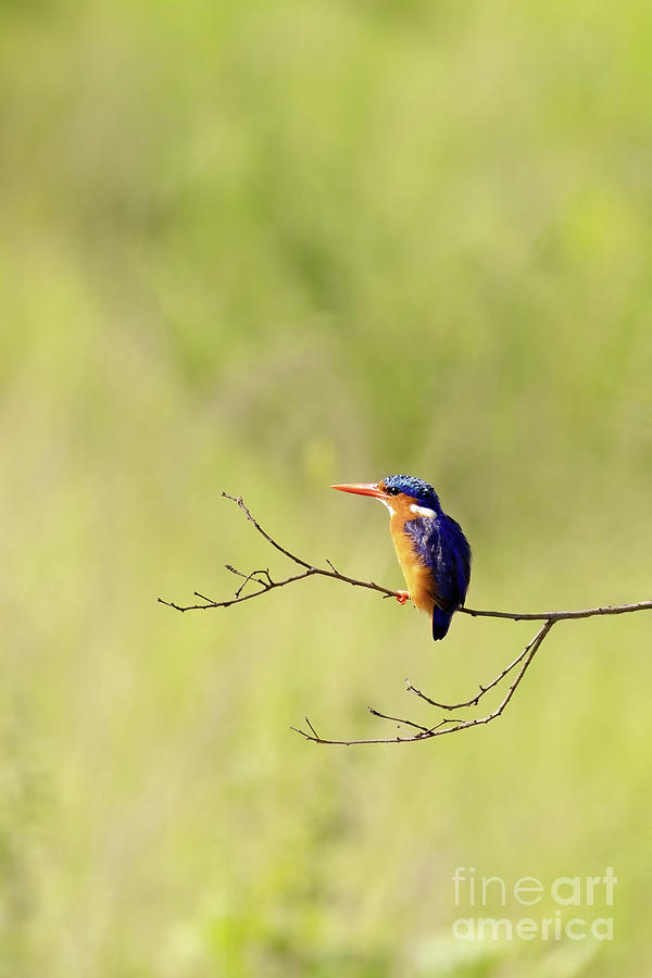Adult malachite kingfisher, corythornis cristatus, perched on a  Photograph by Jane Rix