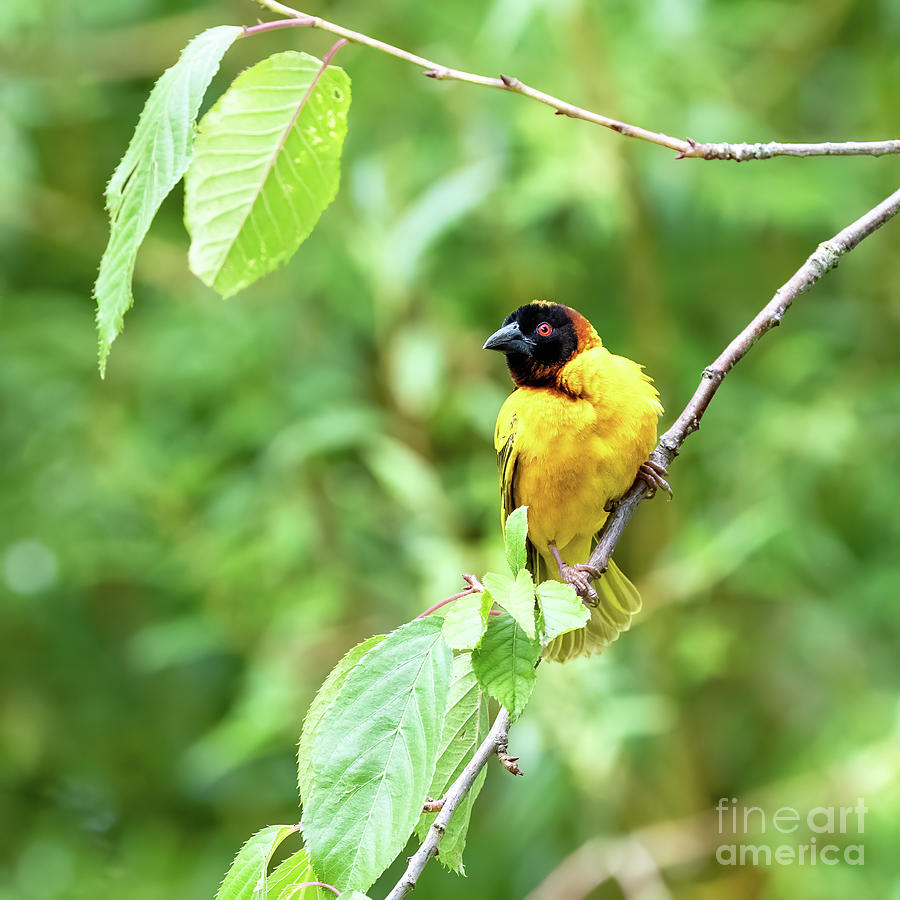 Adult male black-headed weaver bird perched on a branch against  Photograph by Jane Rix