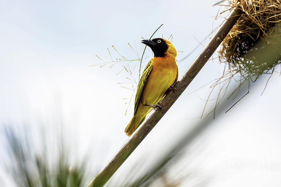 Adult male lesser masked weaver bird, building a nest with papyr Photograph by Jane Rix